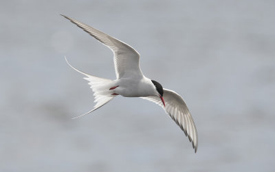 Arctic tern (Sterna paradisaea)