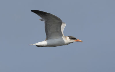 Caspian tern (Hydroprogne caspia)