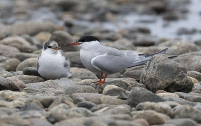 Common tern (Sterna hirundo)