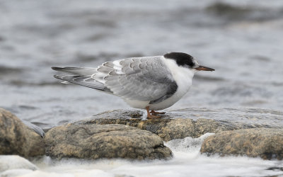 Arctic tern (Sterna paradisaea)