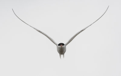 Arctic tern (Sterna paradisaea)