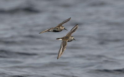 Dunlin (Calidris alpina)