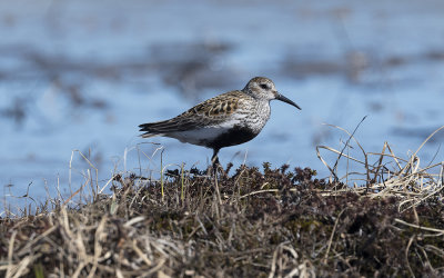 Dunlin (Calidris alpina)