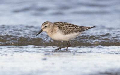 Little stint (Calidris minuta)