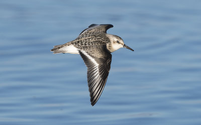 Sanderling (Calidris alba)