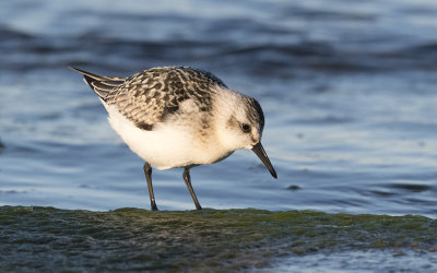 Sanderling (Calidris alba)