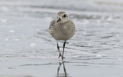 Grey plover(Pluvialis squatarola)