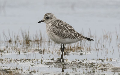 Grey plover(Pluvialis squatarola)