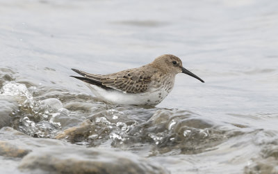 Dunlin (Calidris alpina)