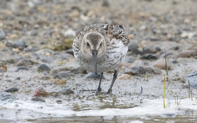 Dunlin (Calidris alpina)