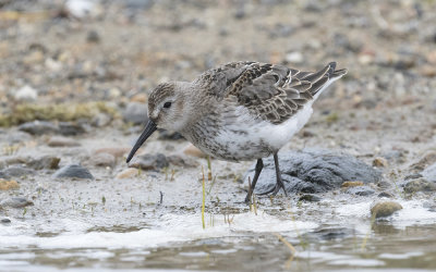 Dunlin (Calidris alpina)