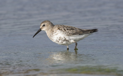 Dunlin (Calidris alpina)