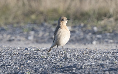 Isabelline wheatear (Oenanthe isabellina)