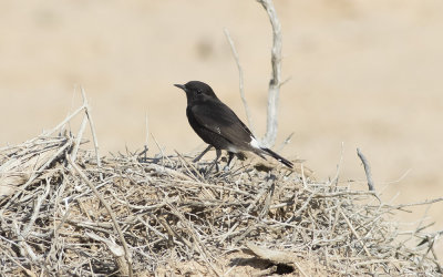 Basalt wheatear (Oenanthe (lugens) warriae)