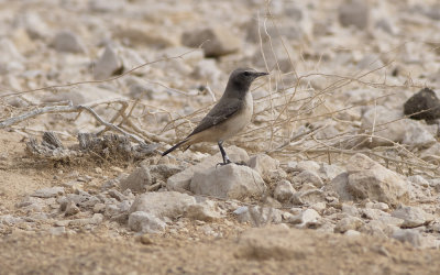 Kurdish wheatear (Oenanthe xanthoprymna)