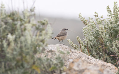 Persian wheatear (Oenanthe chrysopygia)