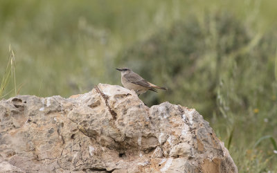 Persian wheatear (Oenanthe chrysopygia)