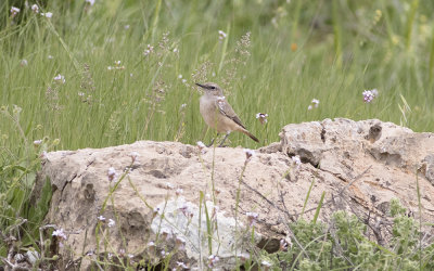 Persian wheatear (Oenanthe chrysopygia)
