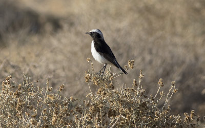 Mourning wheatear (Oenanthe lugens)