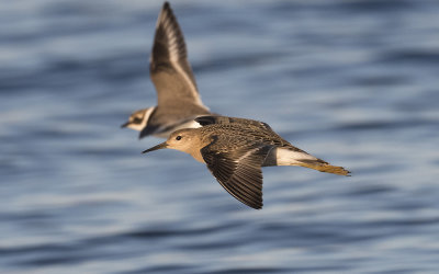 Ruff (Calidris pugnax)