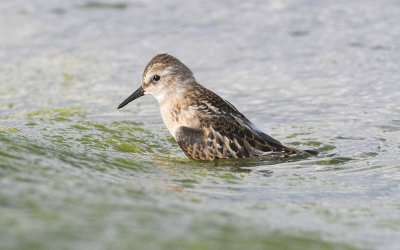 Little stint (Calidris minuta)