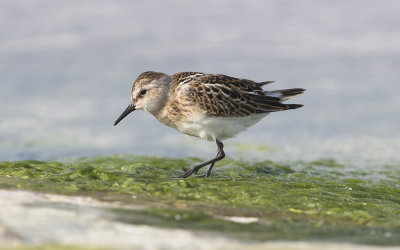 Little stint (Calidris minuta)