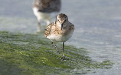 Little stint (Calidris minuta)
