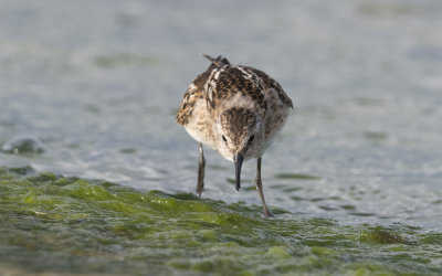 Little stint (Calidris minuta)