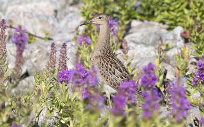 Ruff (Calidris pugnax)