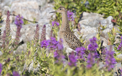 Ruff (Calidris pugnax)