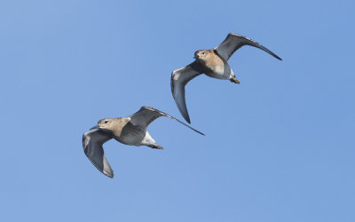 Ruff (Calidris pugnax)