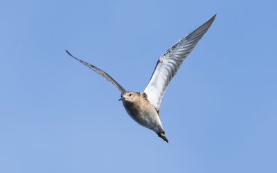 Ruff (Calidris pugnax)