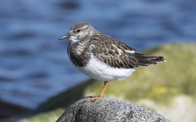 Ruddy turnstone (Arenaria interpres)