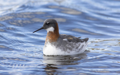 Red-necked phalarope (Phalaropus lobatus)