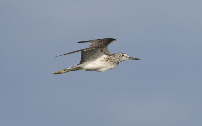 Common greenshank (Tringa nebularia)