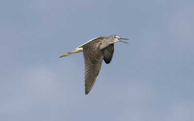 Common greenshank (Tringa nebularia)