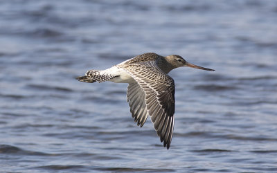 Bar-tailed godwit (Limosa lapponica)