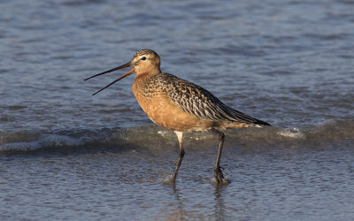 Bar-tailed godwit (Limosa lapponica)