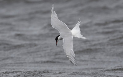 Common tern (Sterna hirundo)