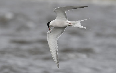 Common tern (Sterna hirundo)