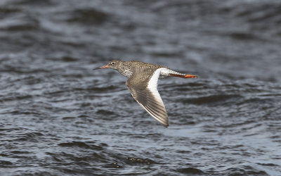 Common redshank(Tringa totanus)