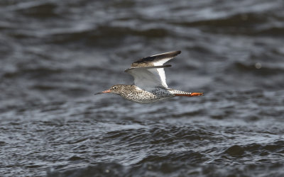 Common redshank(Tringa totanus)