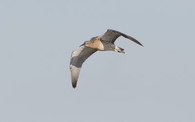 Eurasian curlew(Numenius arquata)