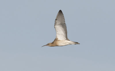 Eurasian curlew(Numenius arquata)