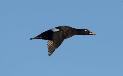 Velvet scoter