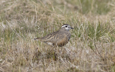 Eurasian dotterel (Charadrius morinellus)