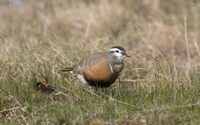 Eurasian dotterel (Charadrius morinellus)