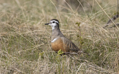 Eurasian dotterel (Charadrius morinellus)