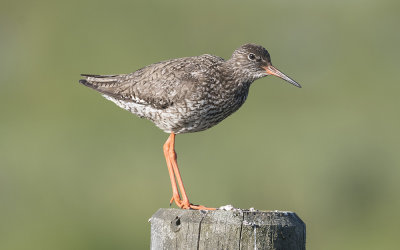 Common redshank(Tringa totanus)