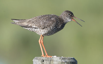 Common redshank